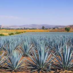 Agave
