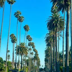 Palm trees