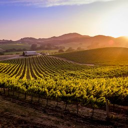 Wine country