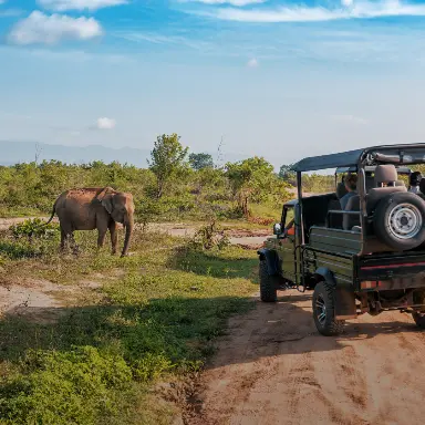 Safari, Glamping & Camping