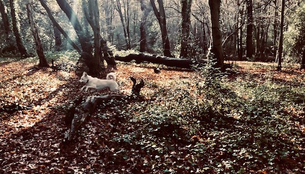 pan running through the woods