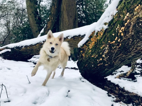 Pan enjoying the snow