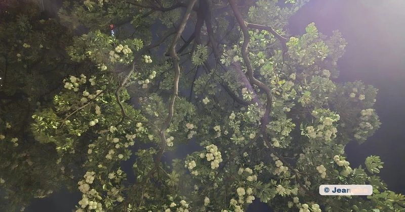 Trees with flowers in bloom shot from below