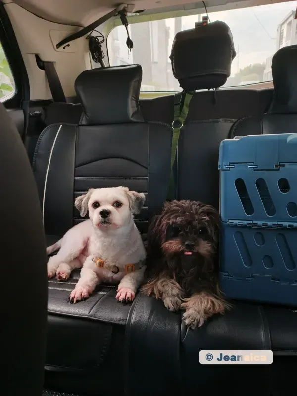 Bentley and Sui inside the car before moving