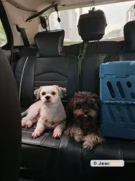 Bentley and Sui