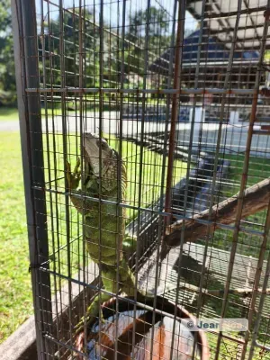 Iguana