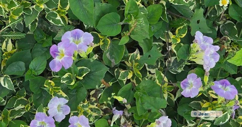 A lush patch of greenery with delicate light purple flowers blooming among variegated green and yellow leaves. The natural arrangement creates a serene and refreshing scene.