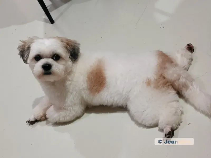 Bentley, white fluffy dog with light brown spots