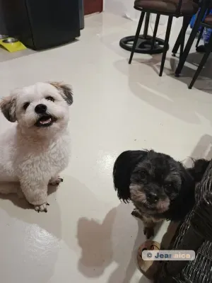 Bentley and Sui looking at the camera