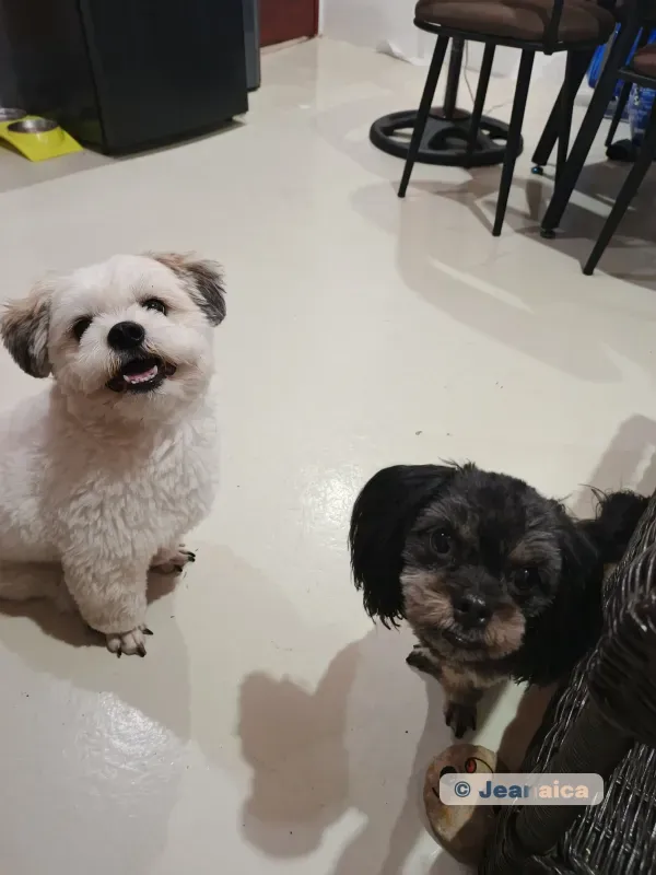 Bentley and Sui looking at the camera
