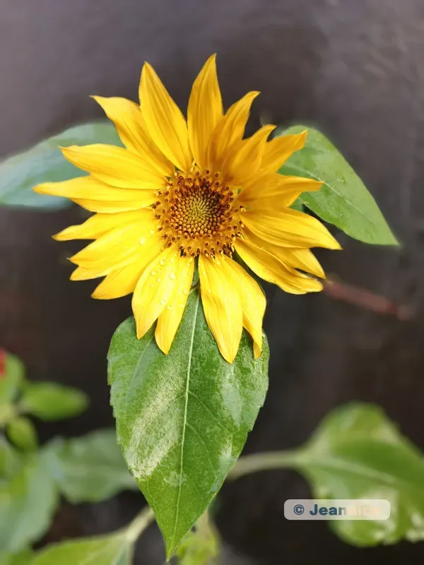 A sunflower looking straight into the camera