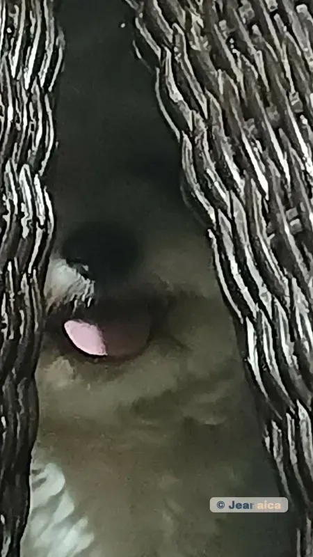 Bentley hiding but smiling