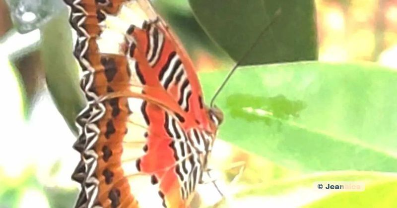 A vibrant butterfly with striking orange, black, and white patterned wings rests delicately on a green leaf, surrounded by soft, natural light and foliage.