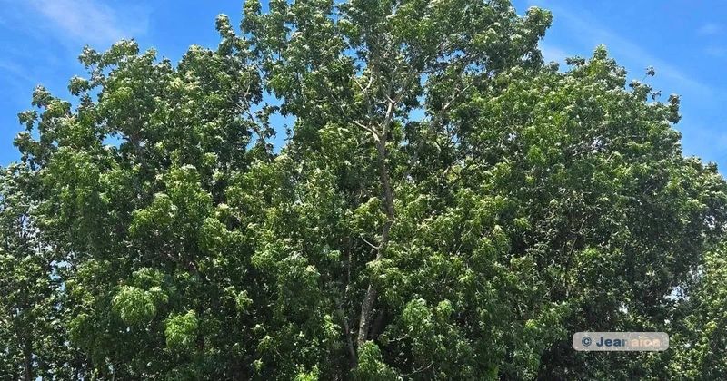 A dense cluster of trees standing in shallow water under a bright blue sky, symbolizing peace, stillness, and strength in nature.