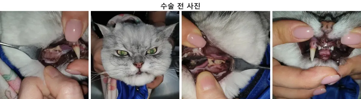 수술 전 페르시안 고양이 순돌이의 얼굴과 입 주변, 치아 상태를 보여주는 사진