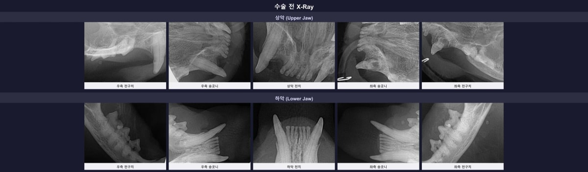 침 흘림과 통증으로 내원한 고양이 필드의 내원 당시 모습
