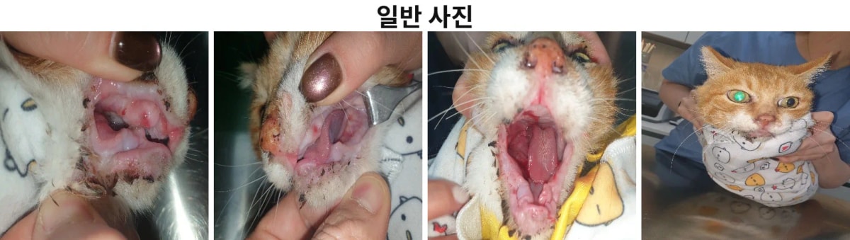 타병원 전발치 후 통증과 구내염이 지속되어 내원한 고양이 비단이의 모습