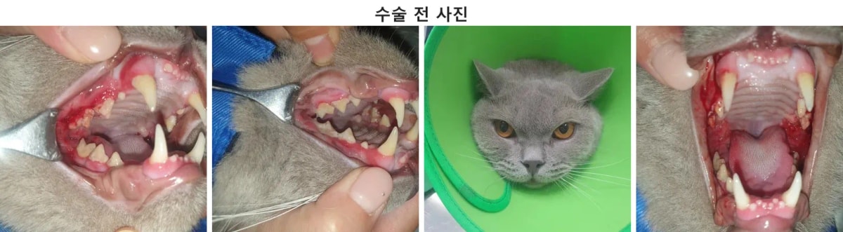 만성 구내염으로 내원한 브리티시 숏헤어 고양이 마동이의 모습