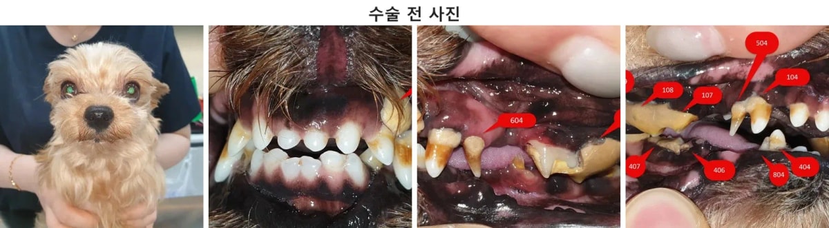 치석 탈락 및 치아 통증으로 내원한 요크셔테리어 환자의 내원 당시 모습