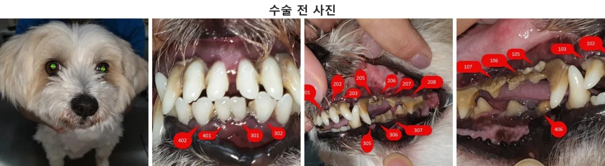 광주 치과 동물병원에 내원한 말티즈 행복이의 모습