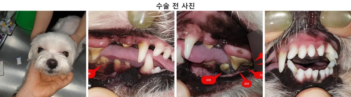 내원 당시 6살 말티즈 까맹이의 모습과 전반적인 구강 상태