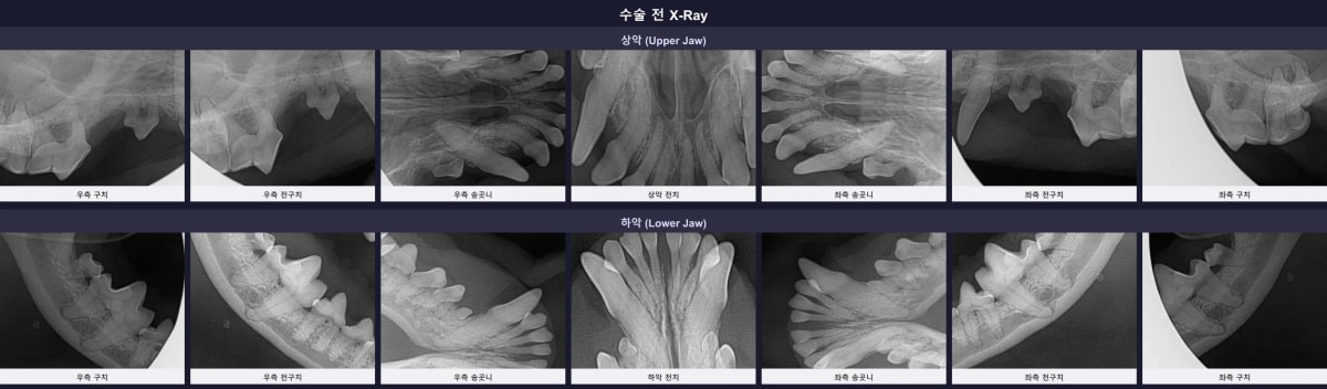 수술 전 진행한 까맹이의 정밀 구강 엑스레이 촬영 소견