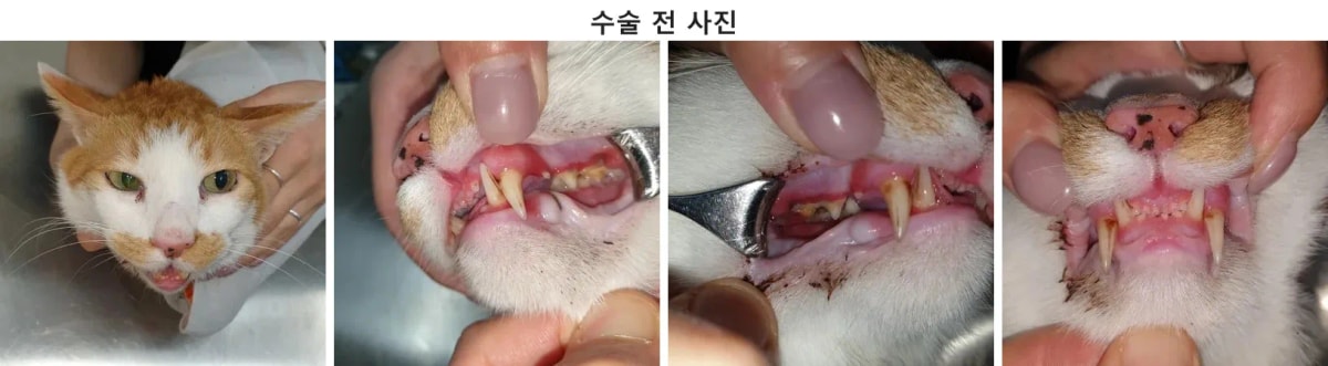 만성 구내염으로 내원한 고양이 죽순이의 내원 당시 모습