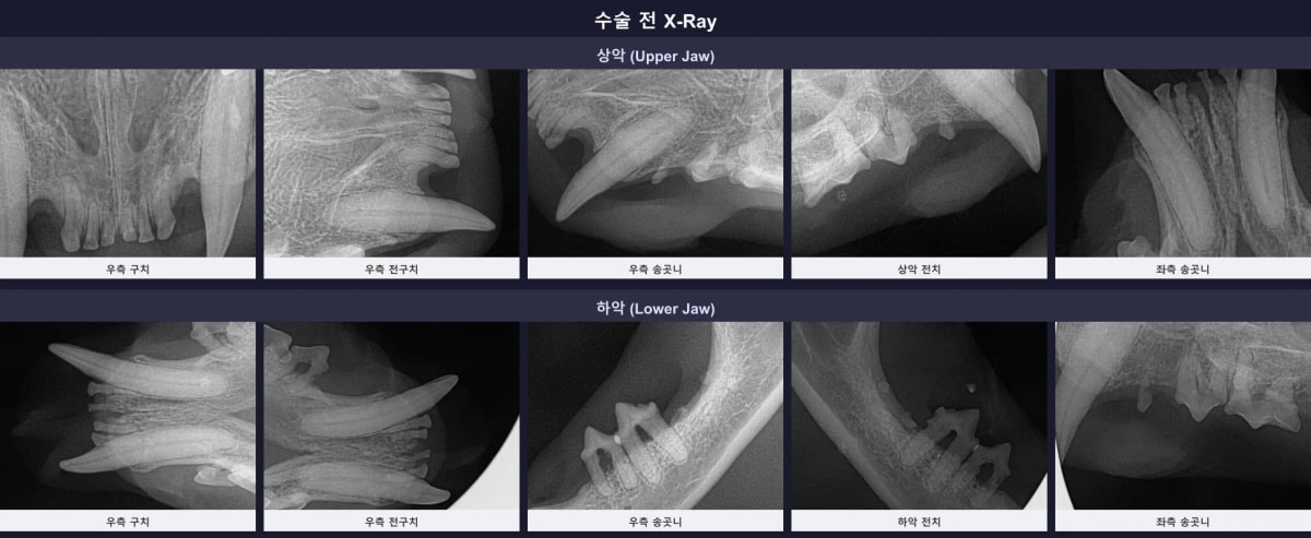 염증이 광범위하게 퍼져있는 죽순이의 수술 전 구강 방사선(엑스레이) 소견