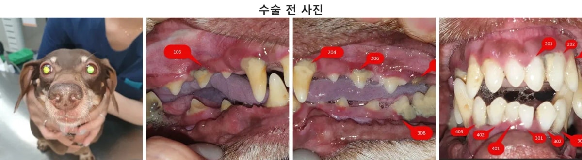 광주 치과 동물병원에 내원한 닥스훈트 환자 하루의 모습