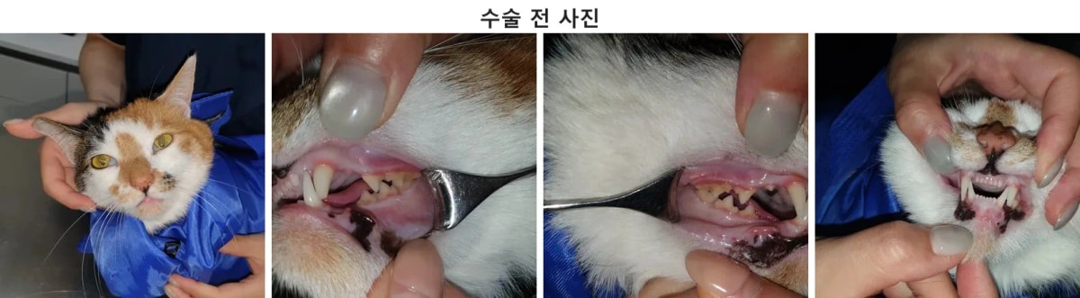 광주 강아지/고양이 치과 내원 모카 얼굴 사진