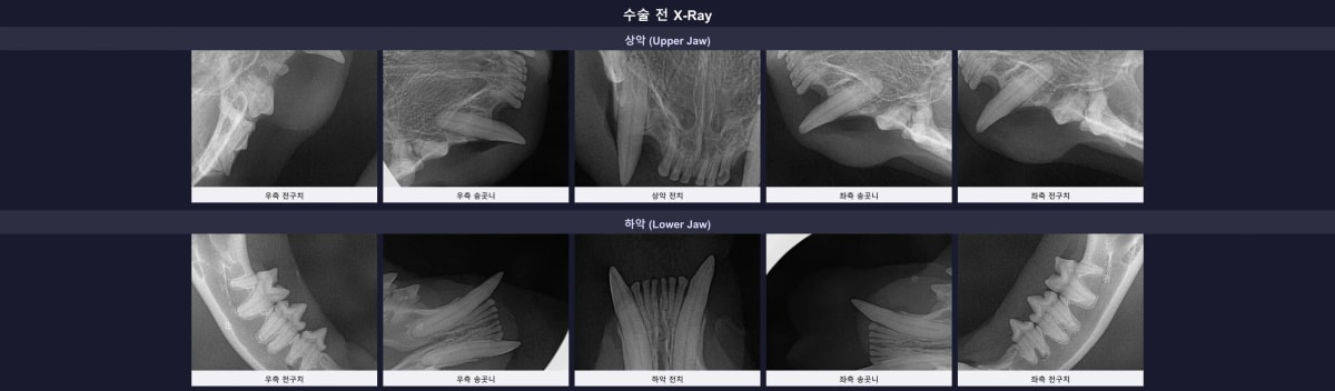 수술 전 고양이 구강 엑스레이 소견