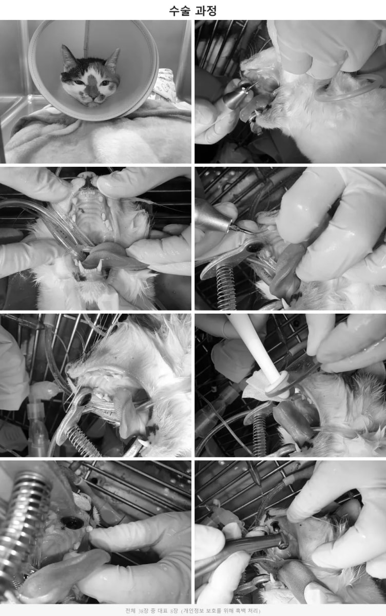 고양이 송곳니 치수 보존 치료 수술 과정