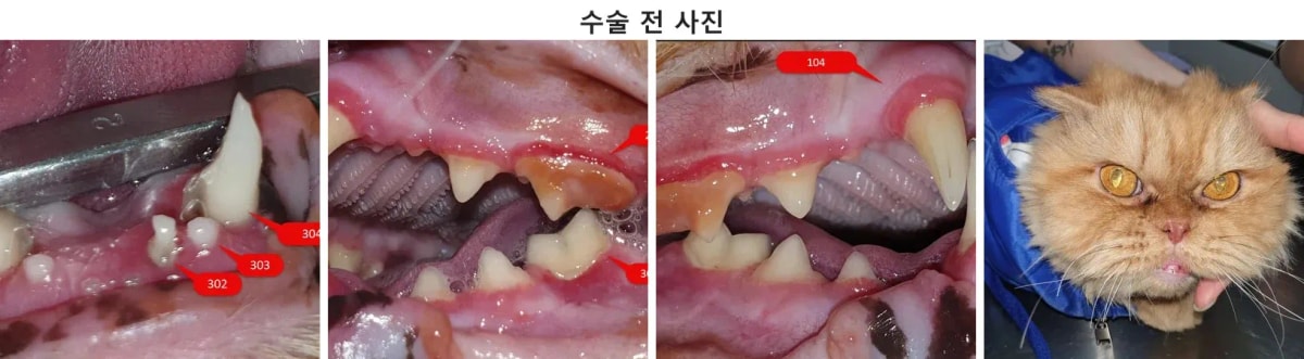 광주 동물병원에 내원한 노령묘 홍차의 듬직한 모습
