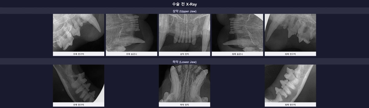 치주염과 고양이 치아 흡수성 병변이 확인된 수술 전 구강 엑스레이