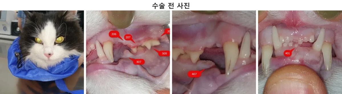 타원에서 전원되어 내원한 고양이 블리의 상태