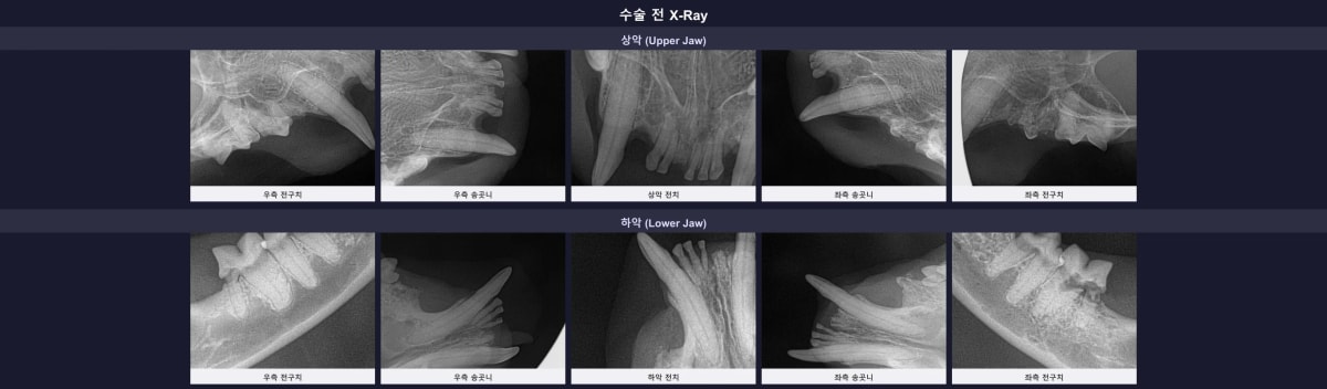 수술 전 고양이 구강 엑스레이 영상 평가