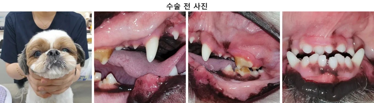 광주 동물병원 내원 당시 보리의 밝은 모습