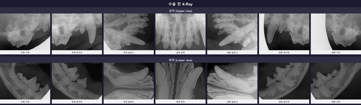 광주 스케일링 수술 전 보리의 구강 방사선 엑스레이
