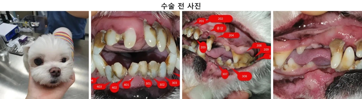 호두의 내원 당시 모습