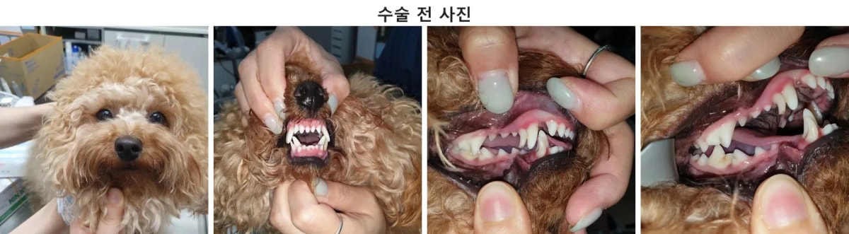 광주 치과 동물병원에 내원한 말티푸 로이의 진료 전 모습
