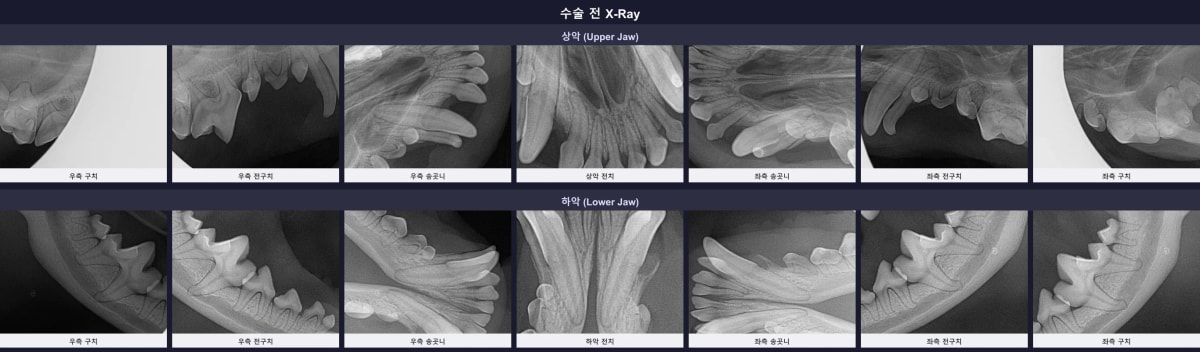 말티푸 로이의 수술 전 구강 디지털 엑스레이 사진