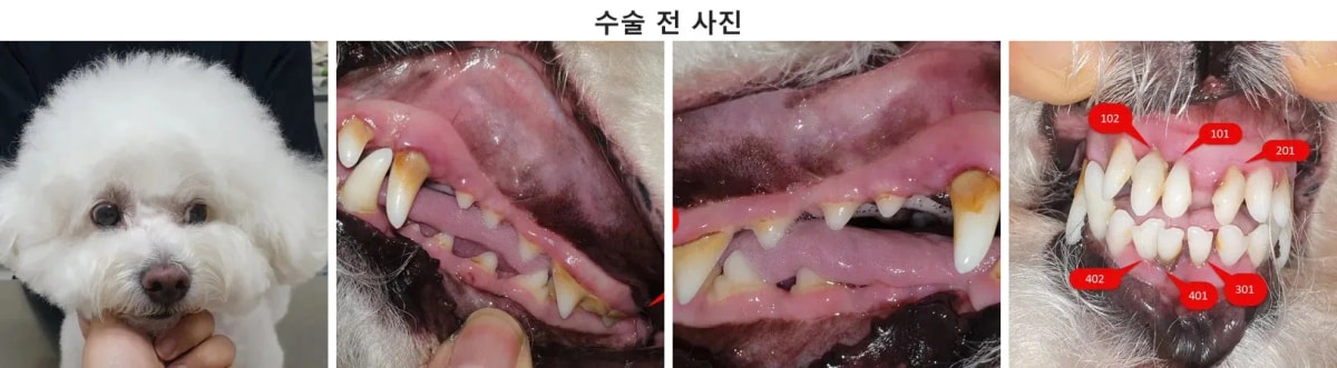 치과 진료를 위해 광주로 내원한 전남 무안 비숑 프리제 환자 또치의 늠름한 모습