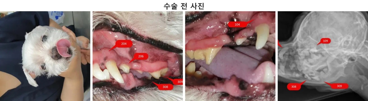 치과 수술 전 심장병을 앓고 있는 말티즈 두부의 내원 모습