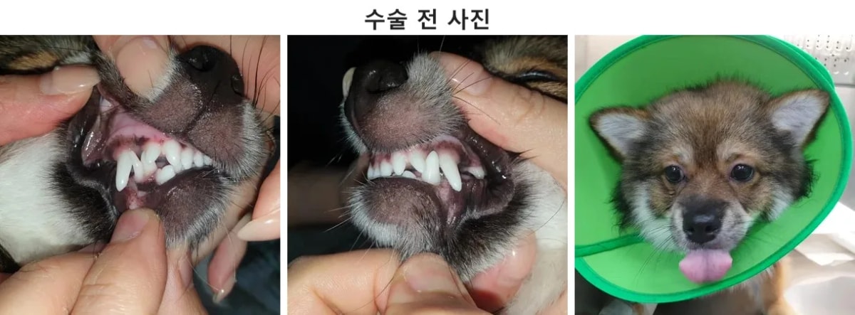 내원 당시 몽이의 늠름하고 귀여운 모습