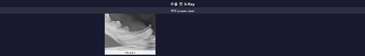 수술 전 몽이의 하악 송곳니 유치 구강 엑스레이 사진
