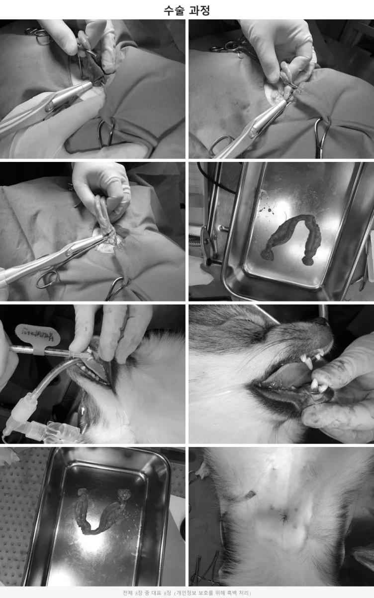 하모닉 수술기를 이용한 중성화 및 유치 발치 수술 과정