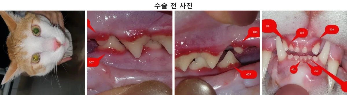 구내염 증상으로 광주 동물병원에 내원한 고양이 레오의 모습