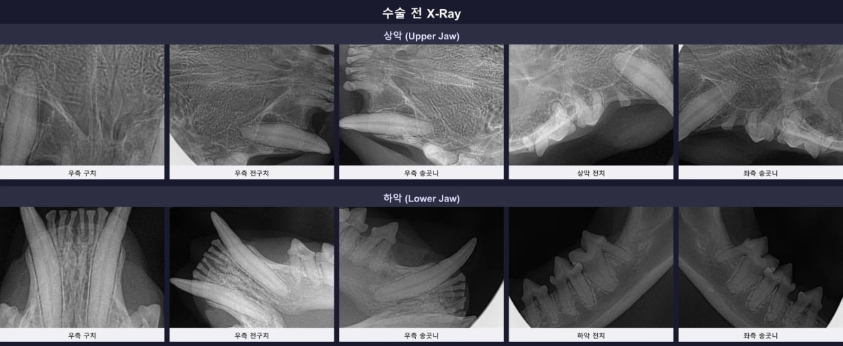 발치 부위와 보존 부위를 결정하기 위한 수술 전 고양이 구강 엑스레이