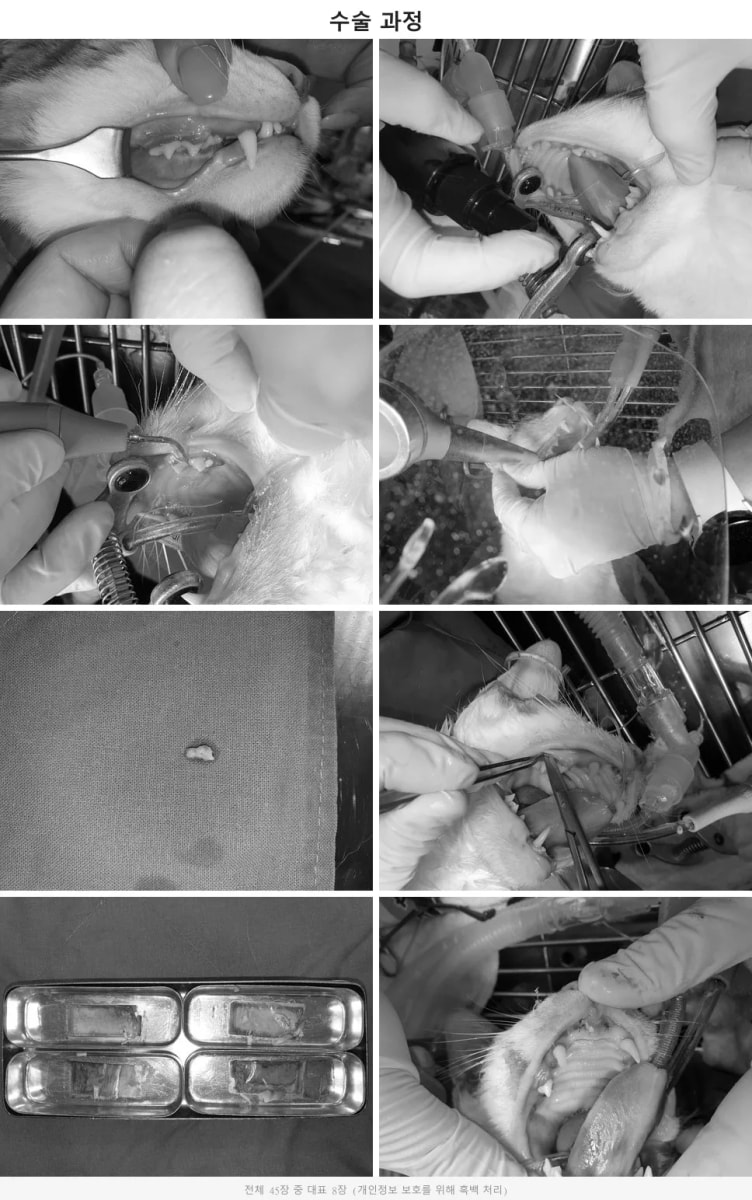 Piezotome과 치과 유닛을 활용한 고양이 구내염 발치 수술 과정