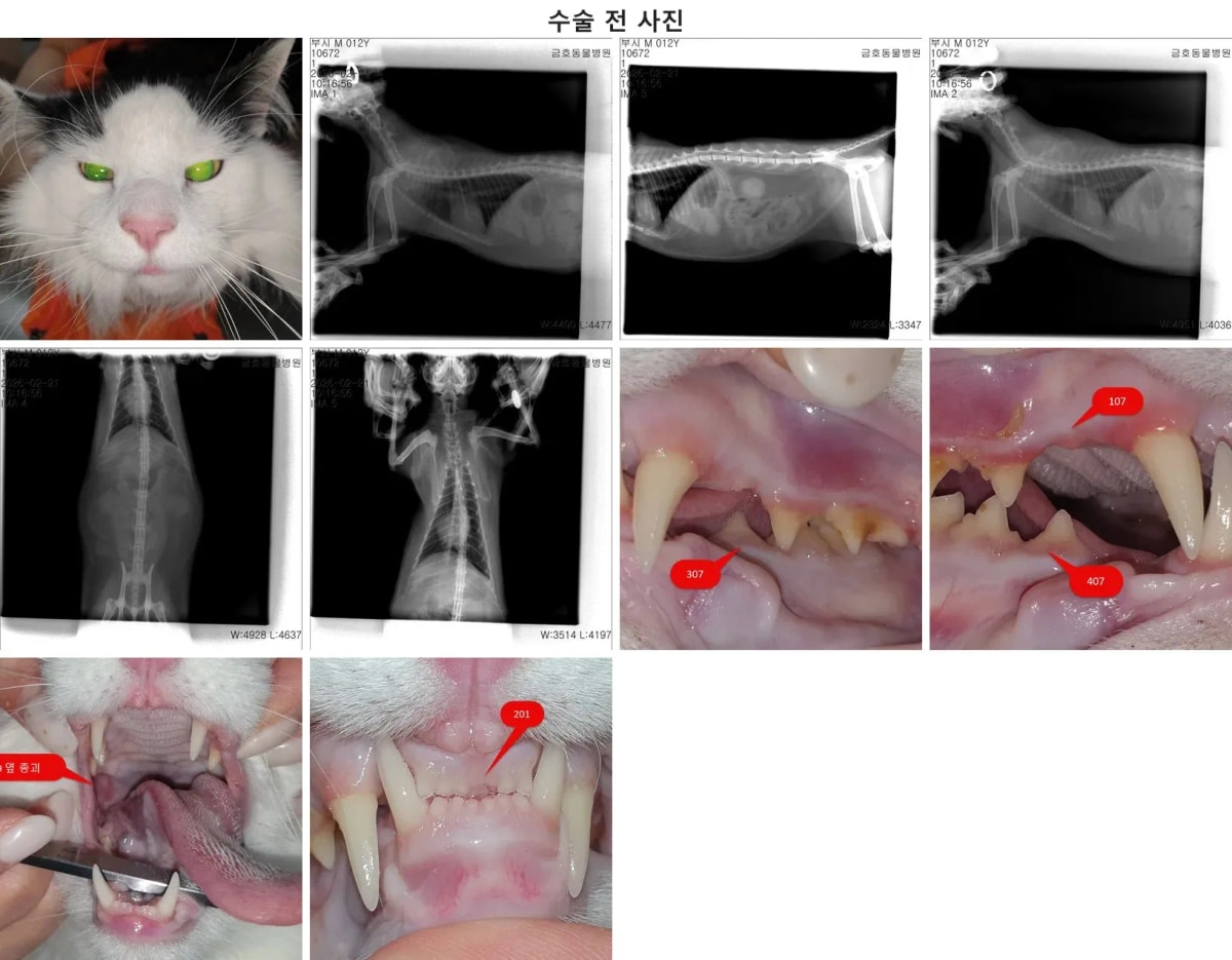 광주 치과 동물병원 내원 당시 부시의 모습